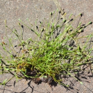 Moenchia erecta at Wamboin, NSW - 3 Nov 2020 12:41 PM