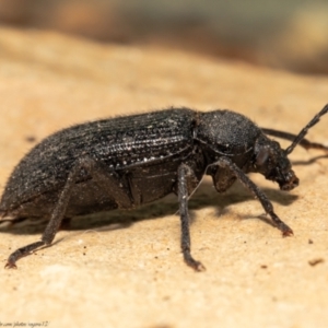 Metistete gibbicollis at Macgregor, ACT - 17 Jan 2021 12:03 PM