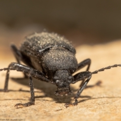 Metistete gibbicollis at Macgregor, ACT - 17 Jan 2021