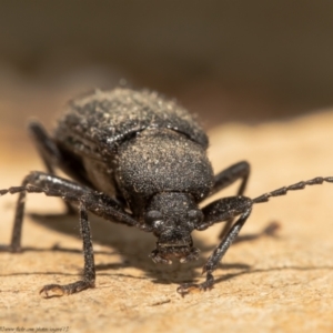 Metistete gibbicollis at Macgregor, ACT - 17 Jan 2021 12:03 PM