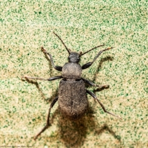 Metistete gibbicollis at Macgregor, ACT - 17 Jan 2021 12:03 PM