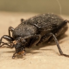 Metistete gibbicollis at Macgregor, ACT - 17 Jan 2021 12:03 PM