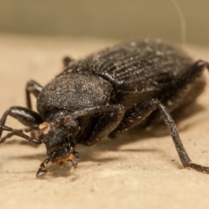 Metistete gibbicollis at Macgregor, ACT - 17 Jan 2021 12:03 PM