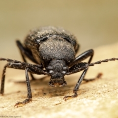 Metistete gibbicollis at Macgregor, ACT - 17 Jan 2021 12:03 PM