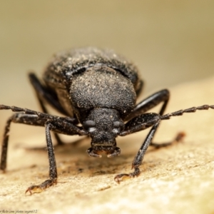 Metistete gibbicollis at Macgregor, ACT - 17 Jan 2021