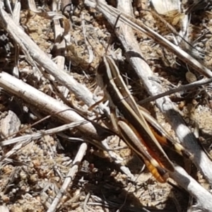 Macrotona australis at Molonglo River Reserve - 17 Jan 2021