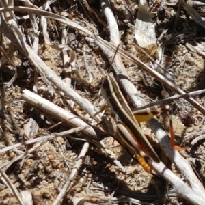 Macrotona australis at Molonglo River Reserve - 17 Jan 2021