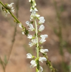 Melilotus albus (Bokhara) at Molonglo River Reserve - 17 Jan 2021 by tpreston