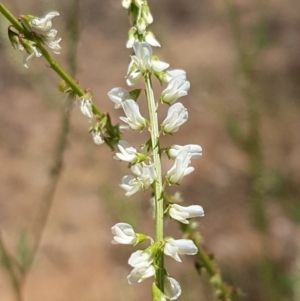 Melilotus albus at Molonglo River Reserve - 17 Jan 2021 02:49 PM