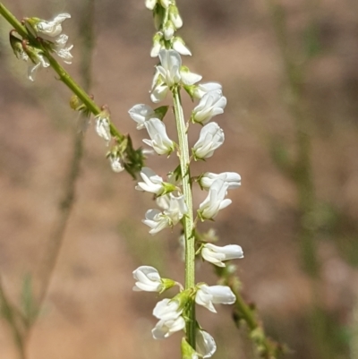 Melilotus albus (Bokhara Clover) at Molonglo Valley, ACT - 17 Jan 2021 by trevorpreston