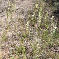 Melilotus albus at Molonglo River Reserve - 17 Jan 2021 02:49 PM