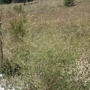 Melilotus albus at Molonglo River Reserve - 17 Jan 2021 02:49 PM