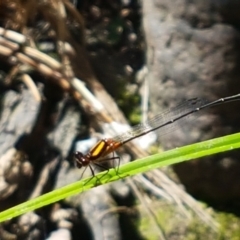 Nososticta solida (Orange Threadtail) at Denman Prospect, ACT - 17 Jan 2021 by tpreston