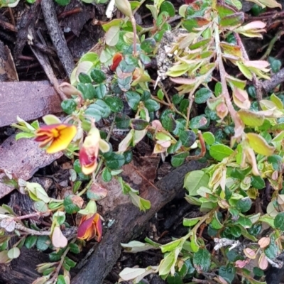 Bossiaea buxifolia (Matted Bossiaea) at Majura, ACT - 20 Sep 2020 by MPW