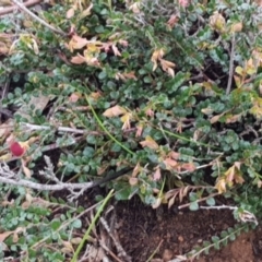 Bossiaea buxifolia at Majura, ACT - 20 Sep 2020