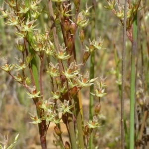 Juncus remotiflorus at Downer, ACT - 21 Nov 2016