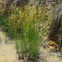 Juncus remotiflorus at Downer, ACT - 21 Nov 2016