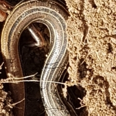 Ctenotus robustus (Robust Striped-skink) at Mount Majura - 20 Sep 2020 by MAX