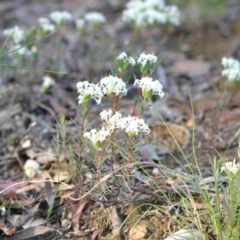 Pimelea linifolia (Slender Rice Flower) at Yass River, NSW - 6 Nov 2020 by 120Acres