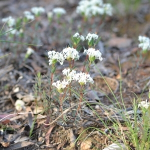 Pimelea linifolia at Yass River, NSW - suppressed