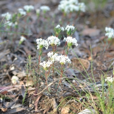 Pimelea linifolia (Slender Rice Flower) at Yass River, NSW - 6 Nov 2020 by 120Acres