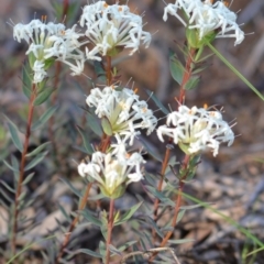 Pimelea linifolia at Yass River, NSW - suppressed