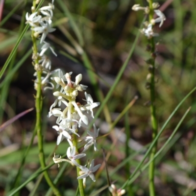 Stackhousia monogyna (Creamy Candles) at Yass River, NSW - 31 Oct 2020 by 120Acres