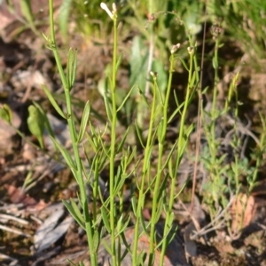 Stackhousia monogyna at Yass River, NSW - suppressed