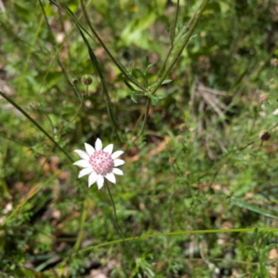 Actinotus forsythii (Pink Flannel Flower) at Morton National Park - 17 Jan 2021 by Boobook38