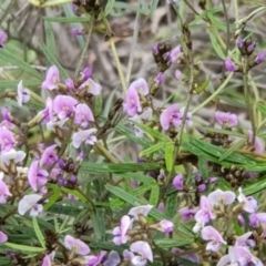 Glycine clandestina (Twining Glycine) at Mount Majura - 20 Sep 2020 by MAX