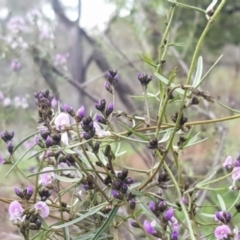 Glycine clandestina at Watson, ACT - 20 Sep 2020