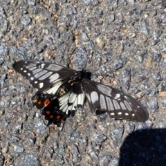 Papilio anactus at Wanniassa, ACT - 17 Jan 2021