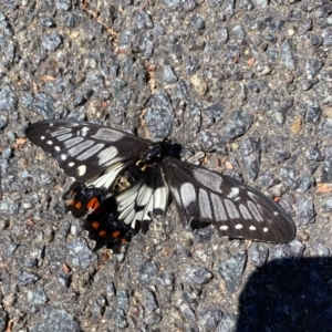 Papilio anactus at Wanniassa, ACT - 17 Jan 2021