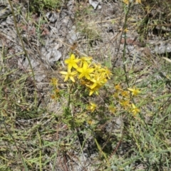 Hypericum perforatum (St John's Wort) at Nicholls, ACT - 17 Jan 2021 by TrishGungahlin