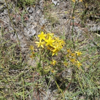 Hypericum perforatum (St John's Wort) at Gungahlin Pond - 17 Jan 2021 by TrishGungahlin