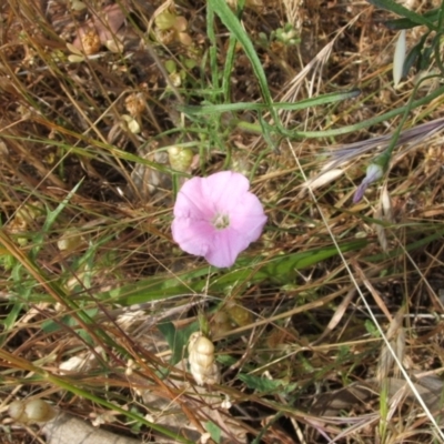 Convolvulus angustissimus subsp. angustissimus (Australian Bindweed) at Nangus, NSW - 22 Nov 2005 by abread111