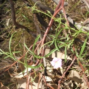 Convolvulus angustissimus subsp. angustissimus at Nangus, NSW - 22 Nov 2005
