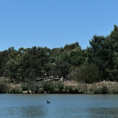 Threskiornis molucca (Australian White Ibis) at Gungahlin Pond - 17 Jan 2021 by TrishGungahlin