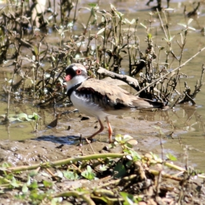 Charadrius melanops (Black-fronted Dotterel) at Belvoir Park - 16 Jan 2021 by Kyliegw