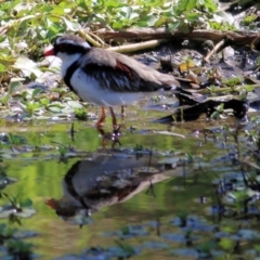 Charadrius melanops at Wodonga - 17 Jan 2021 09:45 AM