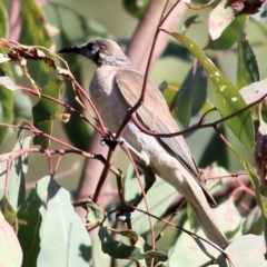 Philemon citreogularis (Little Friarbird) at Wodonga - 16 Jan 2021 by Kyliegw