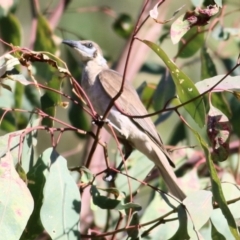 Philemon citreogularis at Wodonga - 17 Jan 2021 08:35 AM