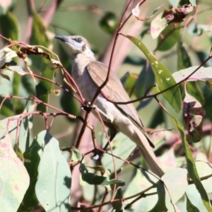 Philemon citreogularis at Wodonga - 17 Jan 2021 08:35 AM