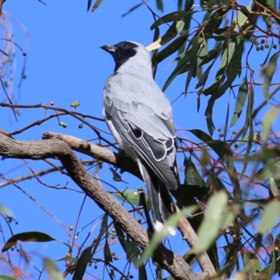 Coracina novaehollandiae (Black-faced Cuckooshrike) at Belvoir Park - 16 Jan 2021 by Kyliegw