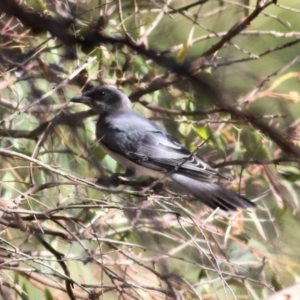 Coracina novaehollandiae at Wodonga - 17 Jan 2021 08:45 AM