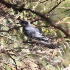 Coracina novaehollandiae at Wodonga - 17 Jan 2021