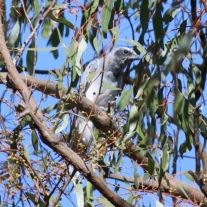 Coracina novaehollandiae at Wodonga - 17 Jan 2021