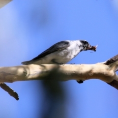 Coracina novaehollandiae at Wodonga - 17 Jan 2021