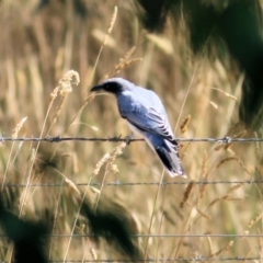 Coracina novaehollandiae at Wodonga - 17 Jan 2021