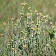 Pseudognaphalium luteoalbum (Jersey Cudweed) at Wodonga - 16 Jan 2021 by Kyliegw